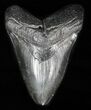 Large, Fossil Megalodon Tooth #57456-1